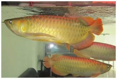 金龍魚背上有白色是怎么回事：金龍魚背上的白色物質(zhì)可能是白點病的癥狀，可能是白點病的癥狀