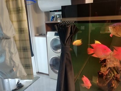 養龍魚新缸怎么養水質好：養龍魚新缸養水質的具體步驟