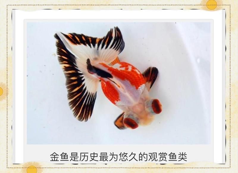 金老虎魚視頻大全免費觀看 金老虎魚視頻大全免費觀看 龍魚百科 第8張