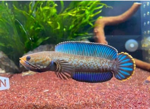 七彩雷龍魚和阿薩姆雷龍魚