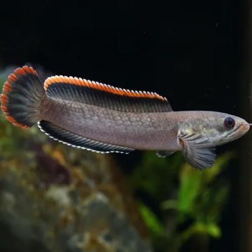 七彩雷龍魚和阿薩姆雷龍魚