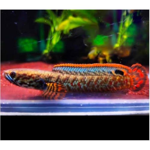 七彩雷龍魚和阿薩姆雷龍魚