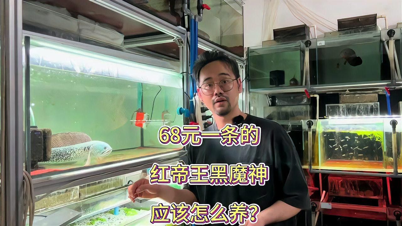 紅帝王雷龍魚視頻教程大全
