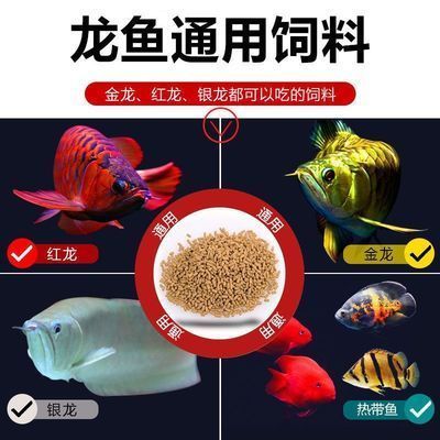雷龍魚糧最建議買的三個牌子：雷龍魚糧選購指南：三大品牌的推薦