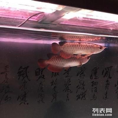 龍魚飼養方法祥龍漁場：祥龍漁場的龍魚飼養方法 龍魚飼養方法祥龍漁場：祥龍漁場的龍魚飼養方法 龍魚百科 第3張