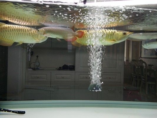成年龍魚營養需求分析：成年龍魚的營養需求