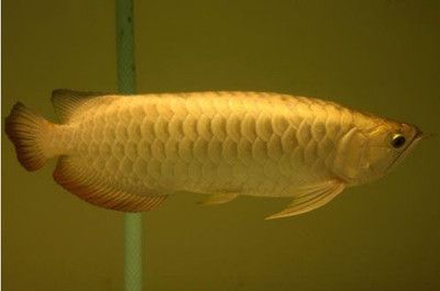 金龍魚為什么做掉眼手術后不能吃：金龍魚為什么不吃東西