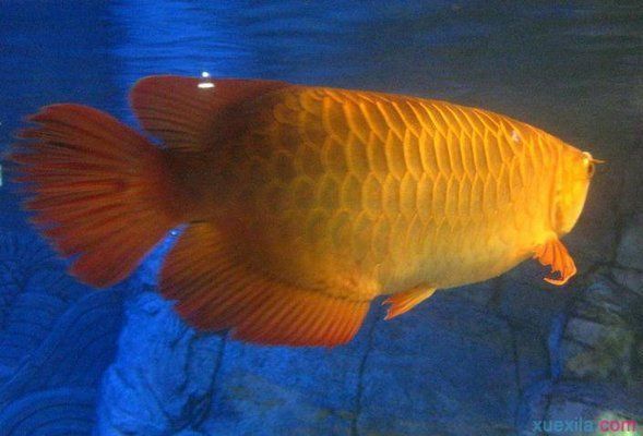 金龍魚(yú)和黃鰭鯧混養(yǎng)：在考慮金龍魚(yú)和黃鰭鯧是否可以混養(yǎng)之前需要了解一些關(guān)于金龍魚(yú)的基本知識(shí)