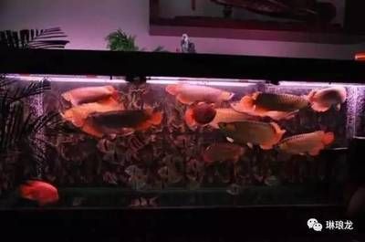 適合養(yǎng)龍魚(yú)的品牌魚(yú)缸有哪些？：養(yǎng)龍魚(yú)品牌魚(yú)缸推薦，適合養(yǎng)龍魚(yú)的品牌魚(yú)缸推薦
