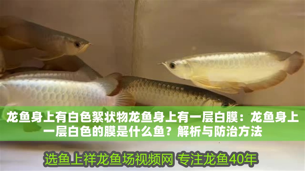 龍魚身上有白色絮狀物龍魚身上有一層白膜：龍魚身上一層白色的膜是什么魚？解析與防治方法