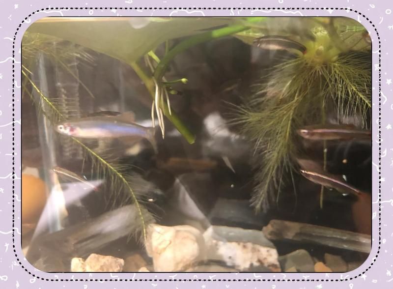 玫瑰丹魚是冷水魚嗎