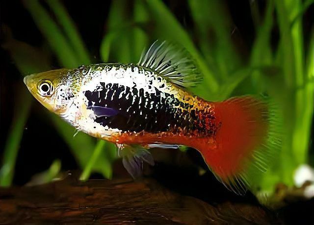 玫瑰丹魚是冷水魚嗎