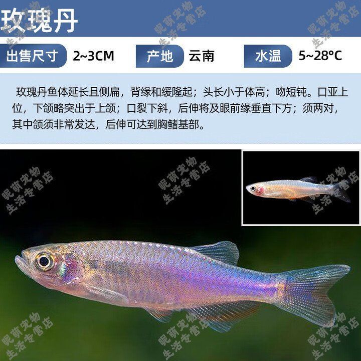 玫瑰丹魚是冷水魚嗎