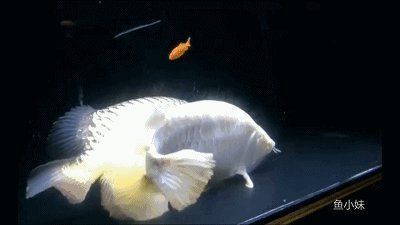 龍魚視頻欣賞