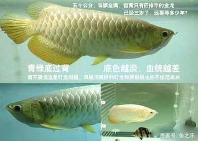 金龍魚可以養(yǎng)多少年（金龍魚的壽命受到多種因素影響，如何延長金龍魚壽命）