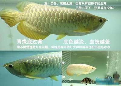 金龍魚可以養(yǎng)多少年（金龍魚的壽命受到多種因素影響，如何延長金龍魚壽命）