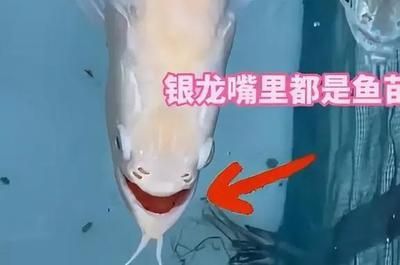 龍魚怕人（龍魚為什么怕人？）