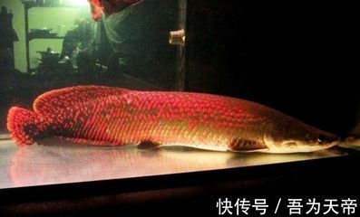 龍魚怕人（龍魚為什么怕人？）