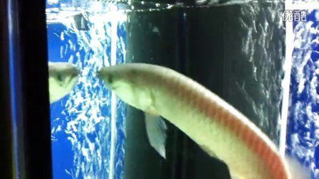 龍魚浮在水面老張嘴怎么回事：龍魚浮在水面老張嘴可能是由于多種原因引起的