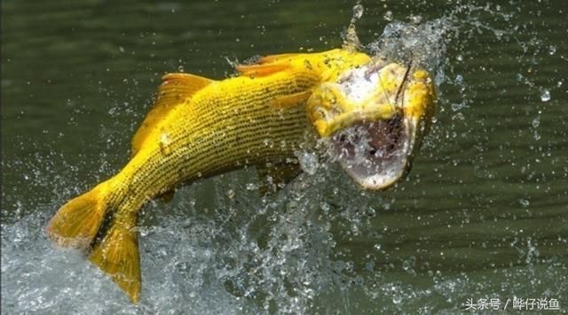 龍魚與虎魚混養好嗎：龍魚與虎魚混養的注意事項