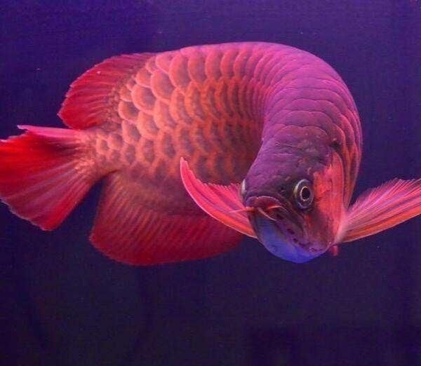 紅龍魚不開紅燈就是黃色:紅龍魚不開紅燈是黃色嗎 龍魚百科 第3張 紅龍魚不開紅燈就是黃色:紅龍魚不開紅燈是黃色嗎 紅龍魚不開紅燈就是黃色:紅龍魚不開紅燈是黃色嗎 龍魚百科 第3張