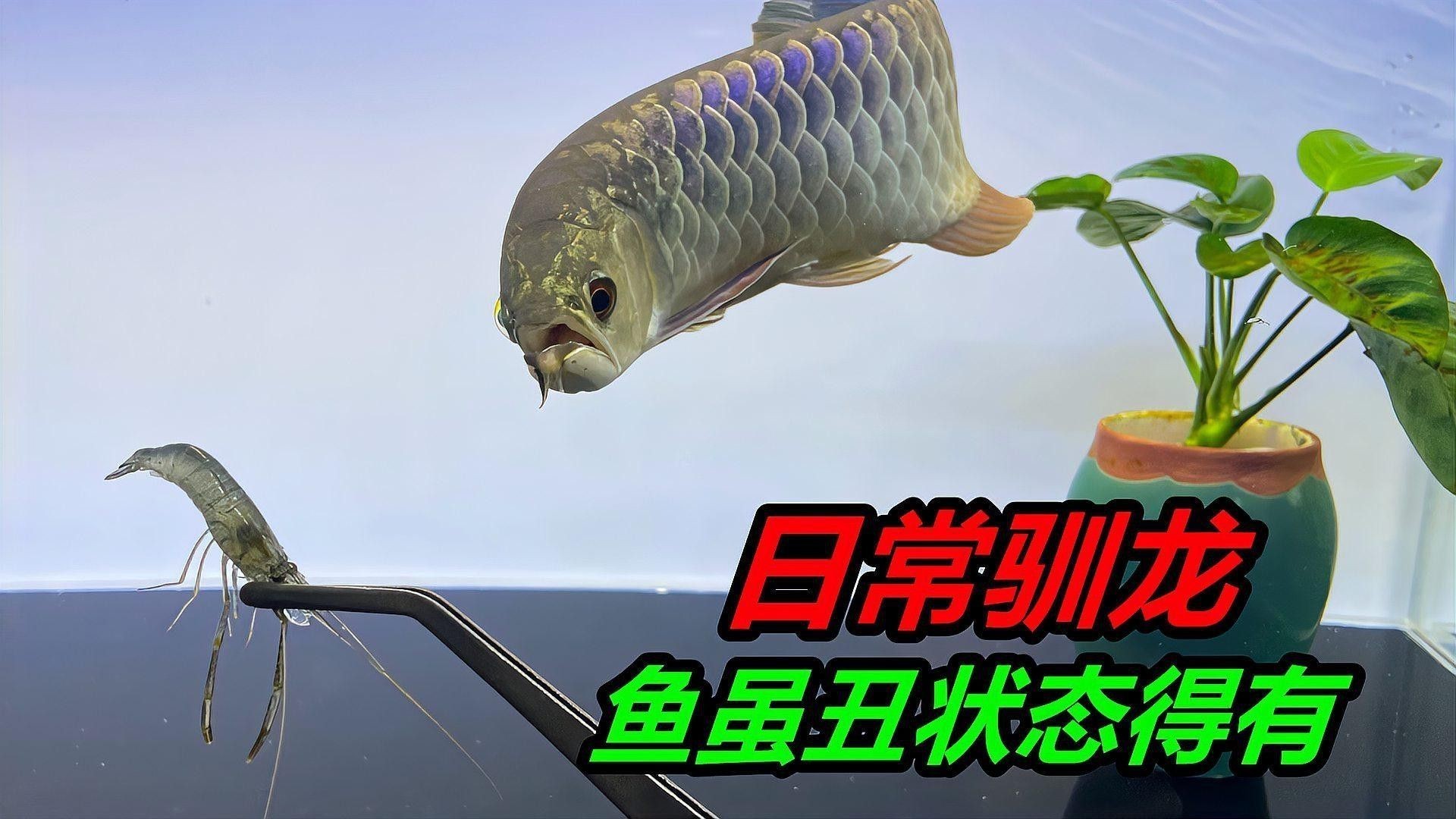 金龍魚是國外的 金龍魚是國外的 龍魚百科 第3張
