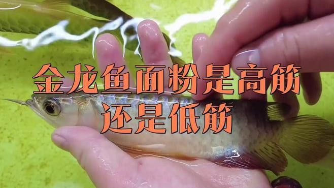 金龍魚是國外的 金龍魚是國外的 龍魚百科 第1張
