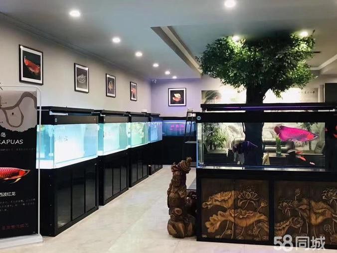武漢龍魚轉(zhuǎn)讓最新信息價格
