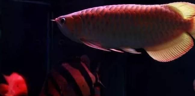 龍魚開燈時間長會掉眼嗎為什么：關(guān)于龍魚掉眼的詳細(xì)解釋 龍魚開燈時間長會掉眼嗎為什么：關(guān)于龍魚掉眼的詳細(xì)解釋 龍魚百科 第2張