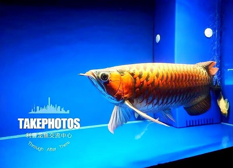 龍魚能養(yǎng)多久不吃東西 龍魚能養(yǎng)多久不吃東西 龍魚百科 第4張