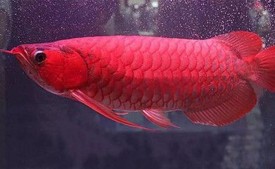 龍魚最高價格是多少錢：龍魚最高價格可達數(shù)十萬元人民幣，血紅龍魚價格可達數(shù)十萬元