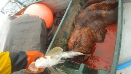 龍魚怎么抓出來：龍魚的正確抓捕方法 龍魚怎么抓出來：龍魚的正確抓捕方法 龍魚百科 第2張
