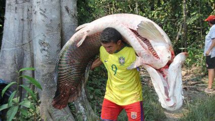 龍魚怎么抓出來:龍魚的正確抓捕方法 龍魚百科 第1張 龍魚怎么抓出來:龍魚的正確抓捕方法 龍魚怎么抓出來:龍魚的正確抓捕方法 龍魚百科 第1張