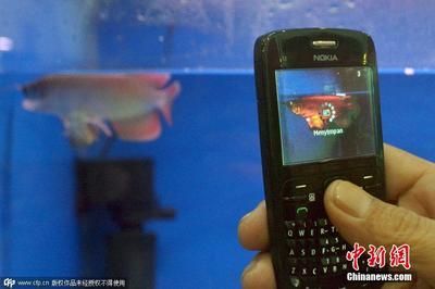 龍魚總在下面游不吃食：龍魚不吃東西怎么辦