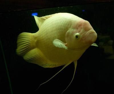 發財魚可以和龍魚混養嗎：發財魚可以和龍魚混養嗎？