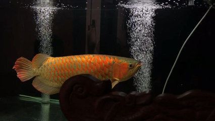 45公分紅龍魚用白燈還是紅燈：45公分紅龍魚用白燈還是紅燈，45公分紅龍魚照明方案 45公分紅龍魚用白燈還是紅燈：45公分紅龍魚用白燈還是紅燈，45公分紅龍魚照明方案 龍魚百科 第1張