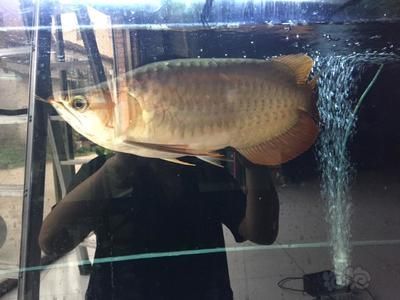 短身福龍和龍魚(短身福龍和龍魚之間存在顯著的差異和聯系) 龍魚百科 第1張 短身福龍和龍魚(短身福龍和龍魚之間存在顯著的差異和聯系) 短身福龍和龍魚(短身福龍和龍魚之間存在顯著的差異和聯系) 龍魚百科 第1張