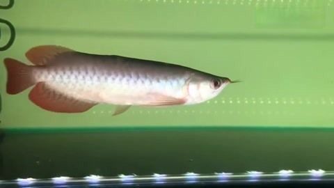 龍魚翹嘴怎么辦才能活的久：龍魚翹嘴的自然恢復時間