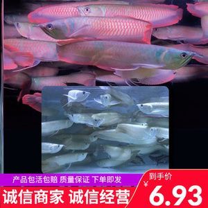 金龍魚(yú)商家排行【金龍魚(yú)連續(xù)12年蟬聯(lián)c-bpi品牌品牌榜榜首】