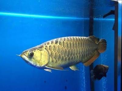 過背龍魚價格表：過背龍魚價格表：過背龍魚價格表請注意以上價格僅供參考