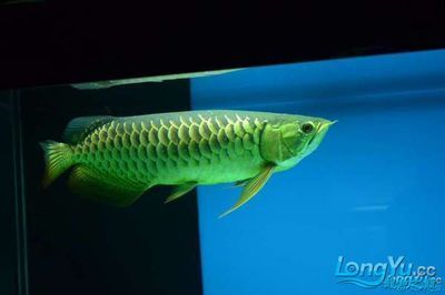 龍魚過背怎么看（如何判斷龍魚是否過背）