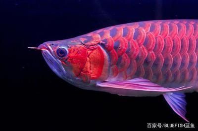 龍魚吃活體怎么消毒：如何對龍魚的食物消毒