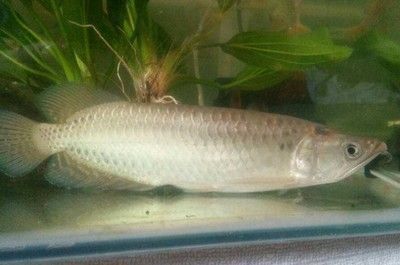 龍魚吃活體怎么消毒：如何對龍魚的食物消毒
