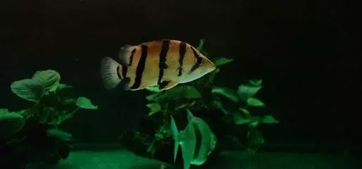 龍魚與沉木的適宜性（沉木在水族箱中放置沉木對水質和龍魚健康的影響）