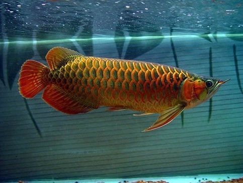 紅龍魚的照片真實（如何鑒別紅龍魚照片的真?zhèn)危? title=