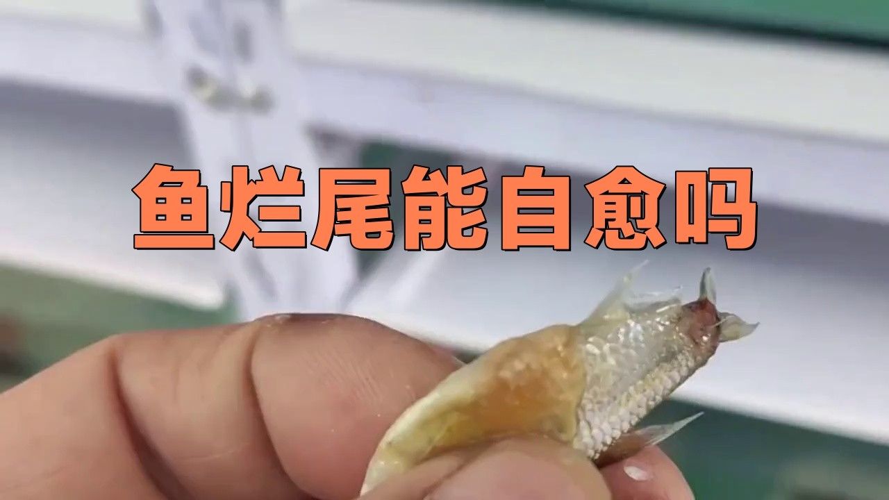 龍魚爛尾病自愈的概率有多大？ 龍魚爛尾病自愈的概率有多大？ 龍魚百科 第3張