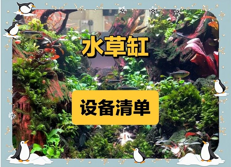 龍魚缸水草種植需要哪些工具？
