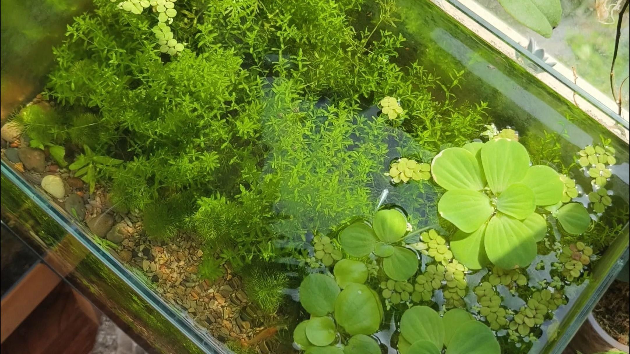 龍魚缸水草種植需要哪些工具？