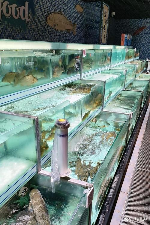 太原龍魚批發在哪里進貨便宜 太原龍魚批發在哪里進貨便宜 龍魚百科 第7張