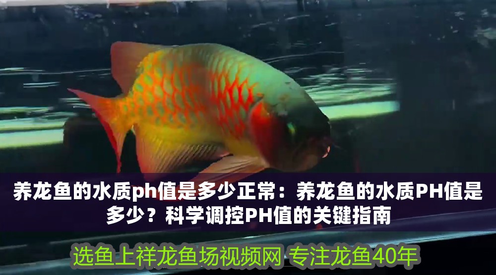 養龍魚的水質ph值是多少正常：養龍魚的水質PH值是多少？科學調控PH值的關鍵指南